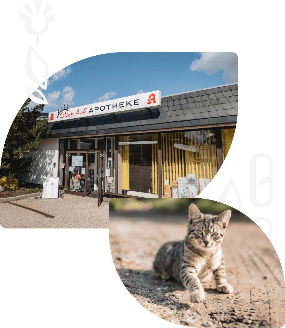 zeigt Eingang der Glückaufapotheke und ein Bild von einer Katze in der Sonne